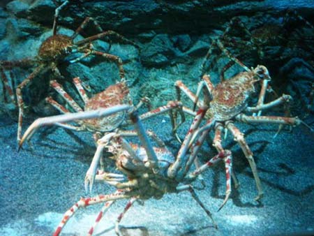 Bí[-]ẩn[-]loài[-]cua[-]dài[-]bằng[-]xe[-]hơi[-]ở[-]Thái[-]Bình[-]Dương